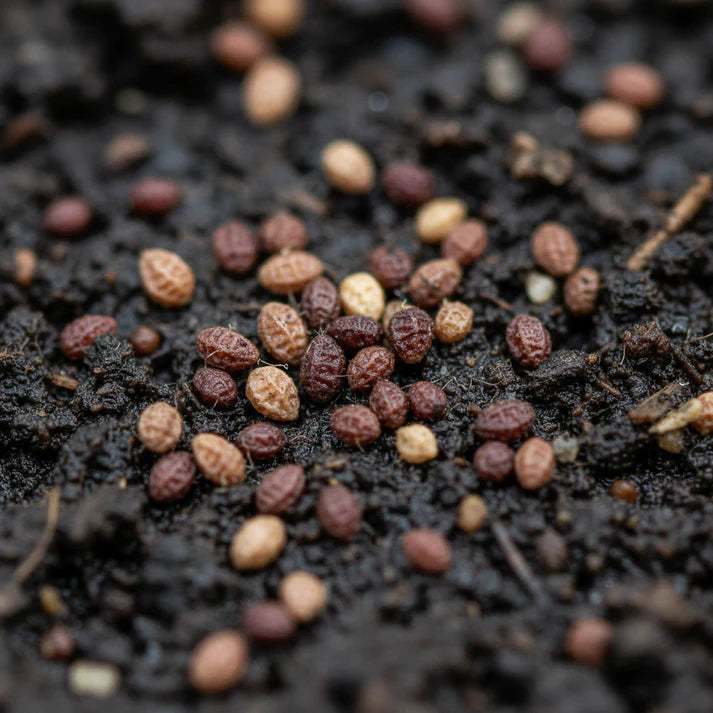 Mesclun Lettuce Seeds for Planting – Mixed Leaf