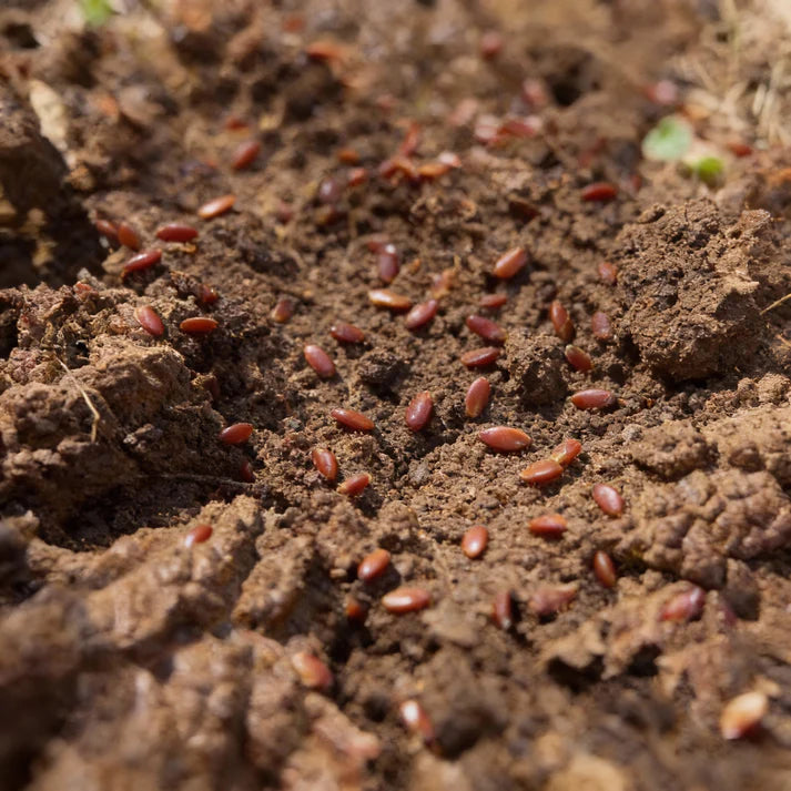 Lollo Rosso Lettuce Seeds for Home Garden