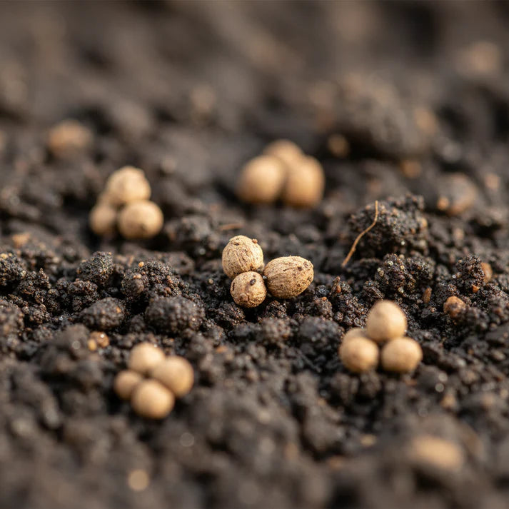 White Beet Vegetable Seeds for Home Garden Planting