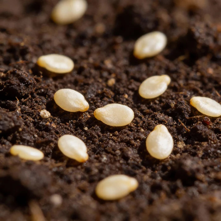 7 Variety Combo Pepper Seeds for Home Garden