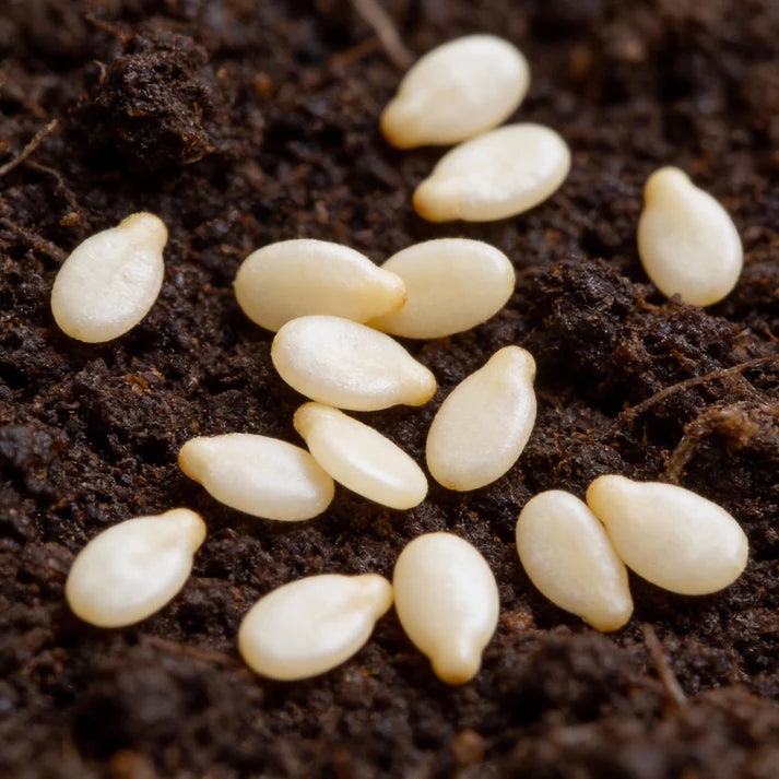 Capsicum Chili Pepper Seeds for Home Garden