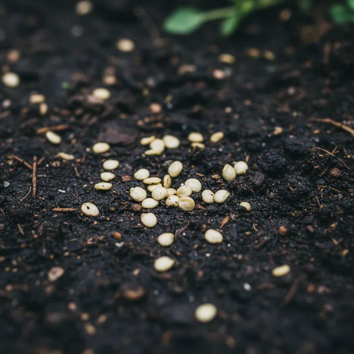 Capsicum Green Vegetable Seeds for Home Garden