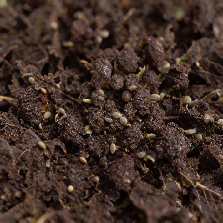 Purple Sprouting Early Broccoli Seeds