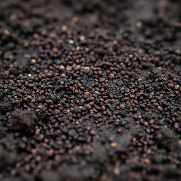 Amaranth Heirloom Mix Vegetable Seeds for Planting
