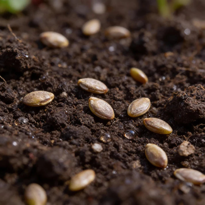 Fordhook Giant Spinach Seeds for Home Garden