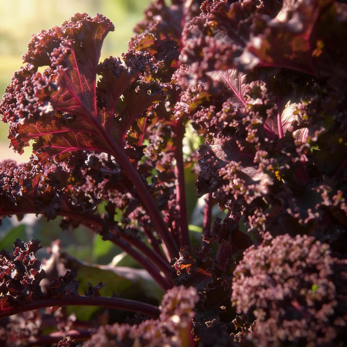 Redbor Kale Seeds for Home Gardens