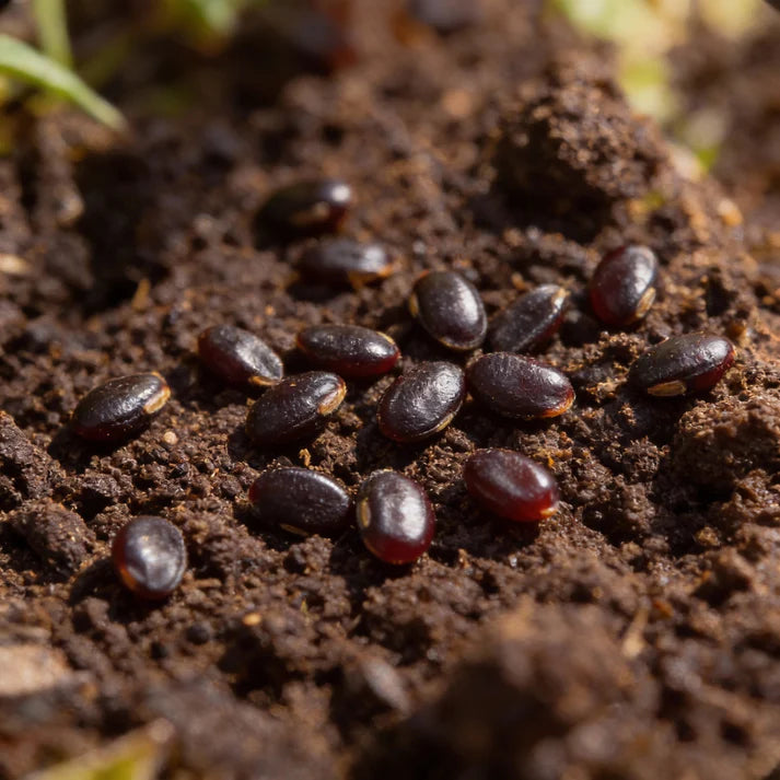 Black Cherry Tomato Seeds – Heirloom Cherry Tomato Seeds for Home Garden