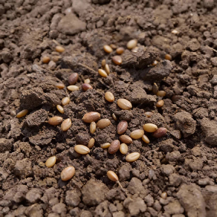 Radishes With Diana Seeds for Garden Planting