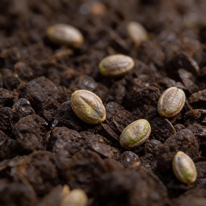 Corvair Spinach Seeds for Home Garden