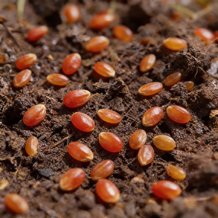 Tomato Tumbling Tom Red Seeds for Hanging Baskets