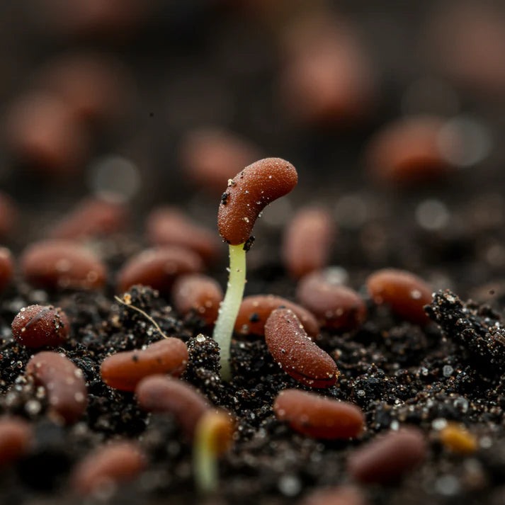 Garden Cress Seeds for Planting