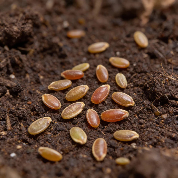 Tomato Medusa Vegetable Seeds for Home Gardening