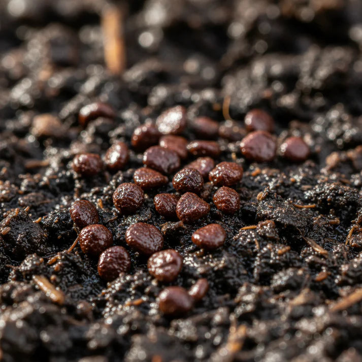 Jolokia Chocolate Brown Chilli Seeds – Chocolate Chilli Seeds for Home Garden