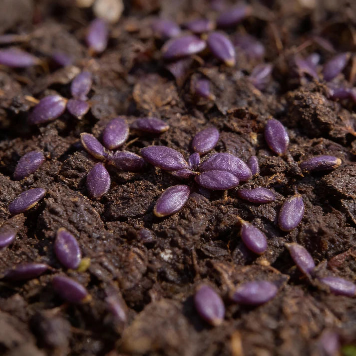 Dark Red Opal Basil Seeds for Home Gardens