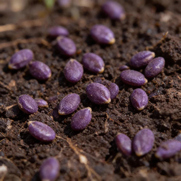 Broccoli Rudolph Seeds for Garden Planting
