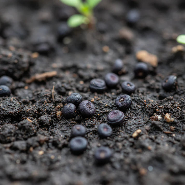 Kohl Rabi Purple Vienna Seeds for Home Garden Planting