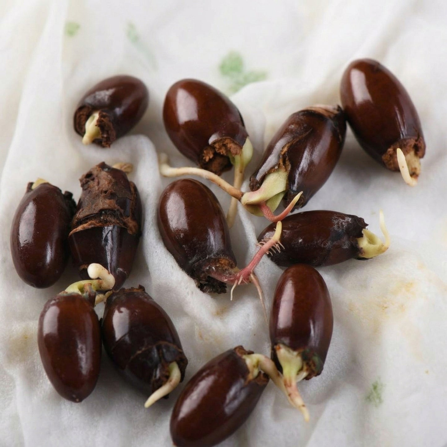 Lychee Seeds – Tropical Litchi Fruit Tree Seeds for Outdoor Planting