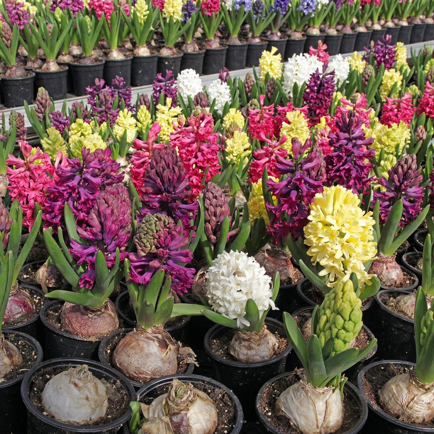 Large Mixed Hyacinth Bulbs 16–17 cm – Multicolor Fragrant Spring Flower Bulbs