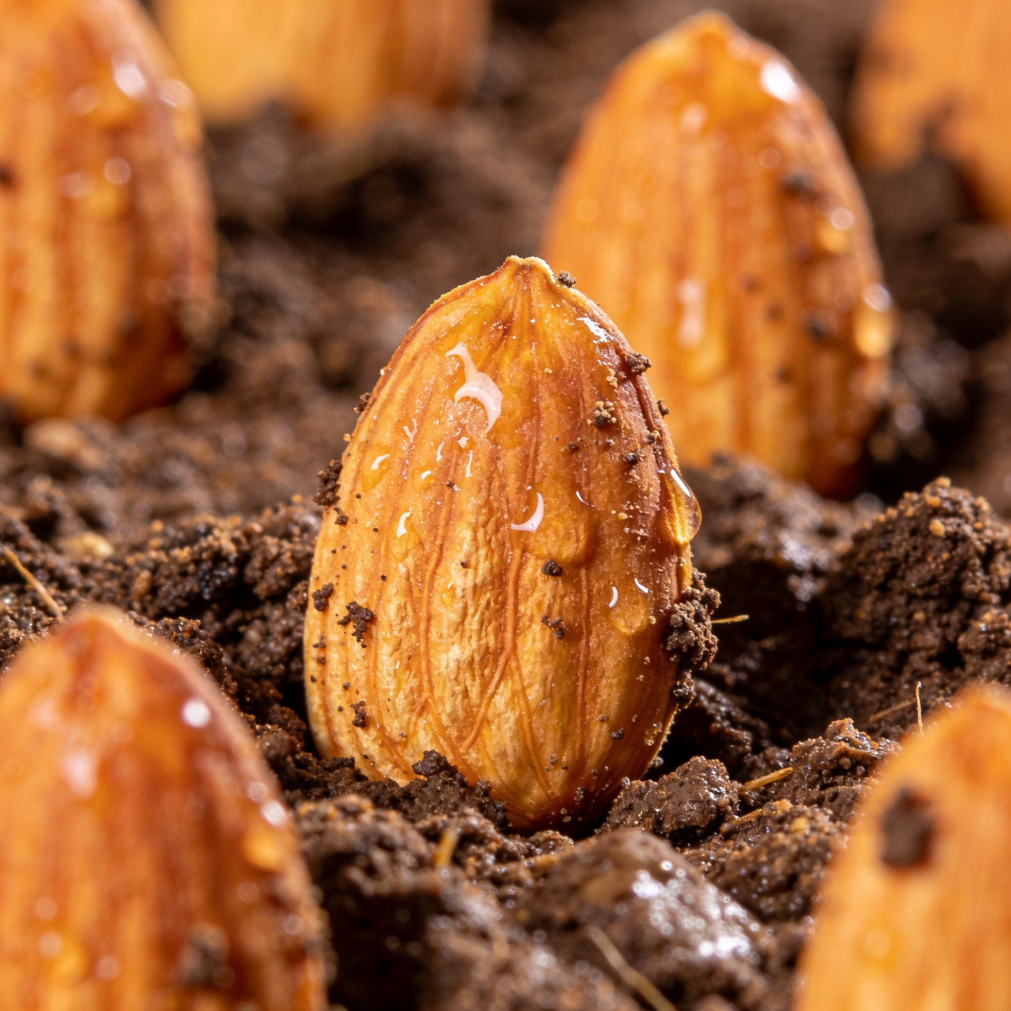 Honey Peach Seeds for Outdoor Fruit Garden Planting