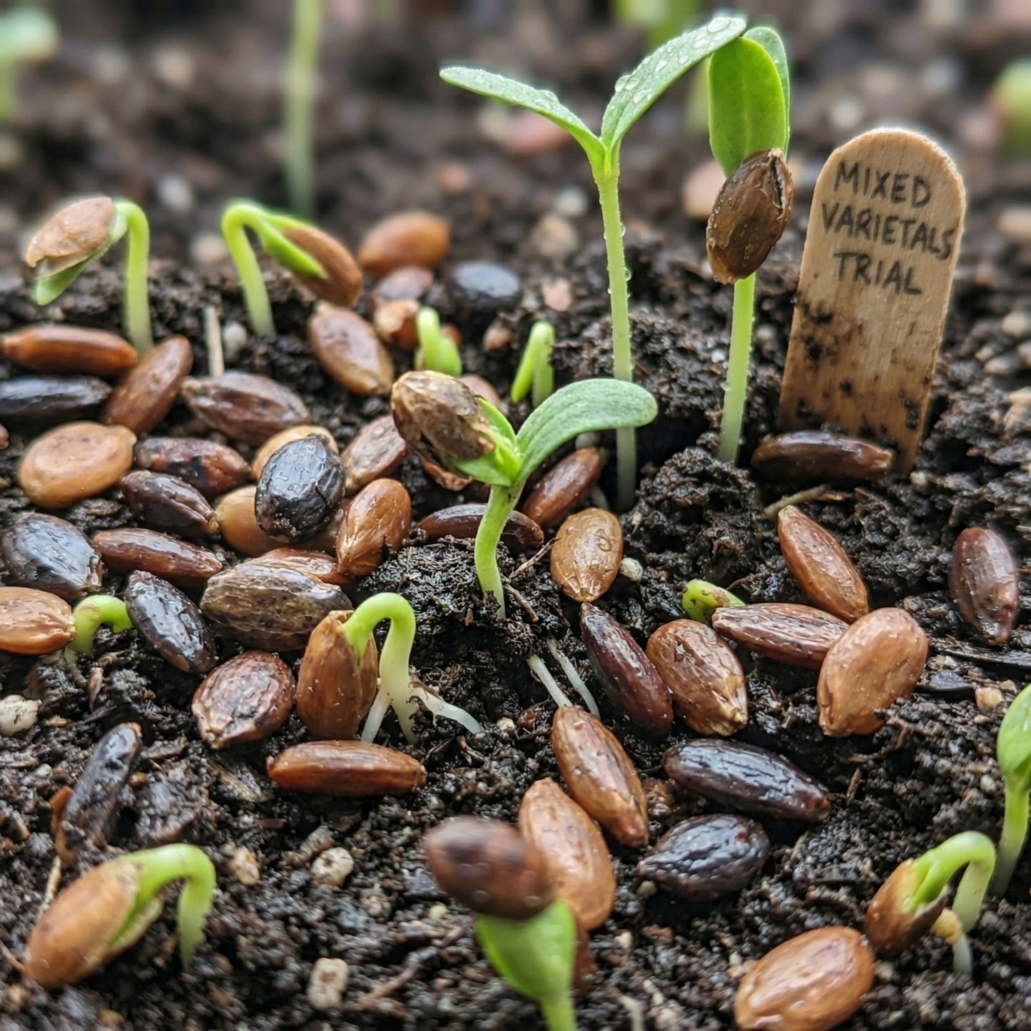 Banyan Tree Seeds Ficus benghalensis – Indian Banyan Ornamental Landscape Tree Seeds