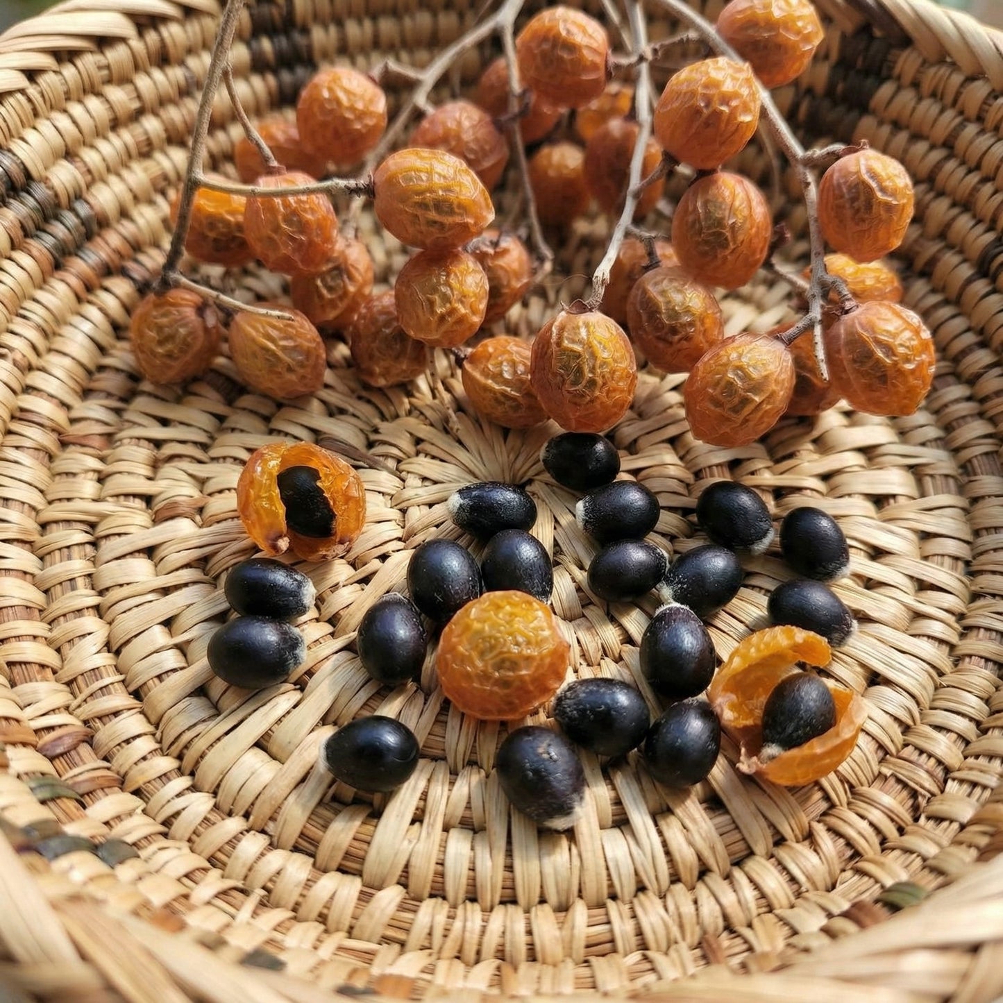 Saponaria Soapnut Tree Seeds – Heirloom Soap Nuts Garden Seeds