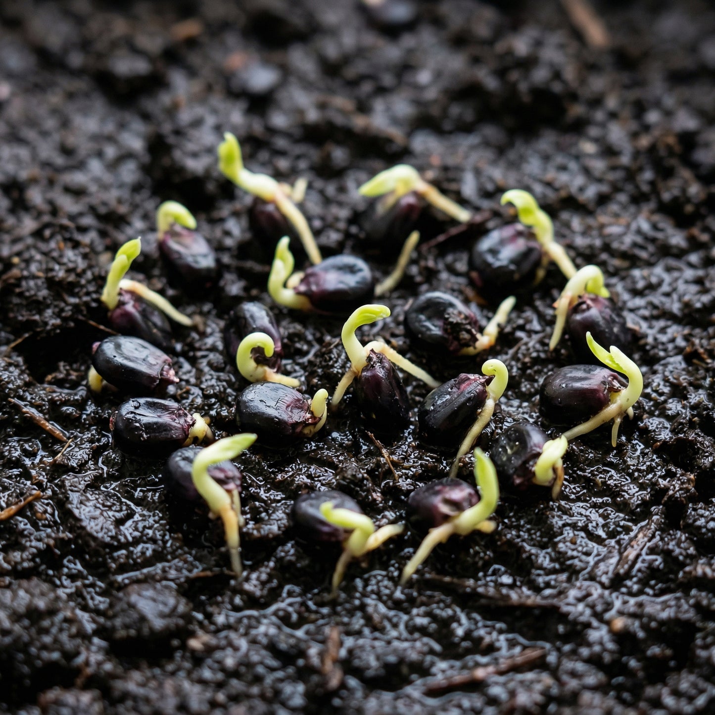 Black Corn Seeds – Heirloom Black Sweet Corn Vegetable Seeds