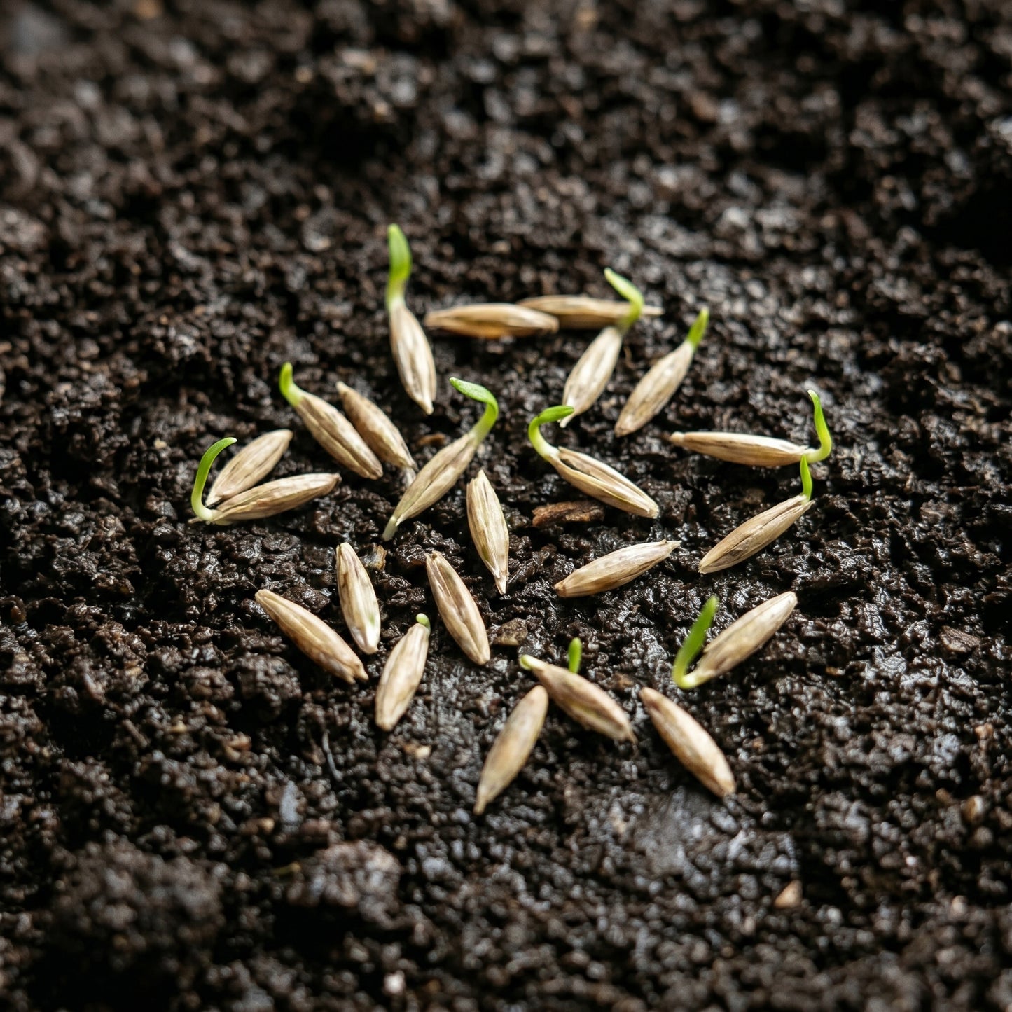 Indian Ricegrass Seeds Oryzopsis hymenoides Grain Grass Seeds