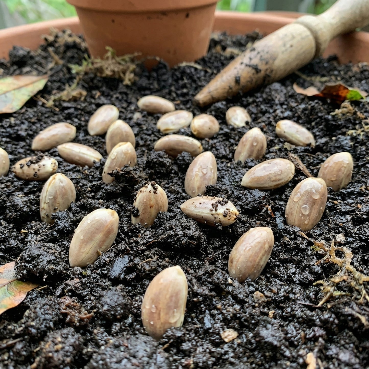Marang Fruit Seeds Artocarpus odoratissimus – Tropical Marang Tree Seeds
