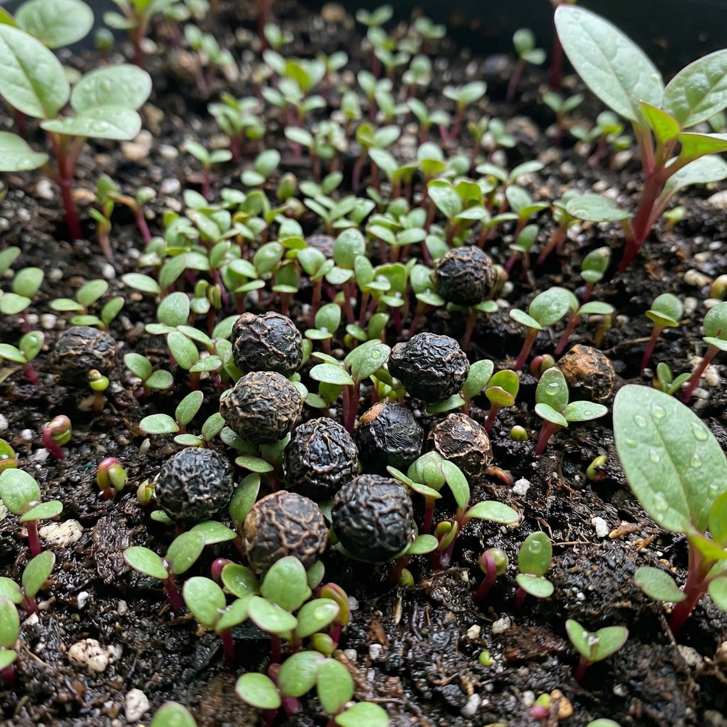 Malabar Spinach Seeds Green Stem Basella alba – Ceylon Spinach Vegetable Seeds