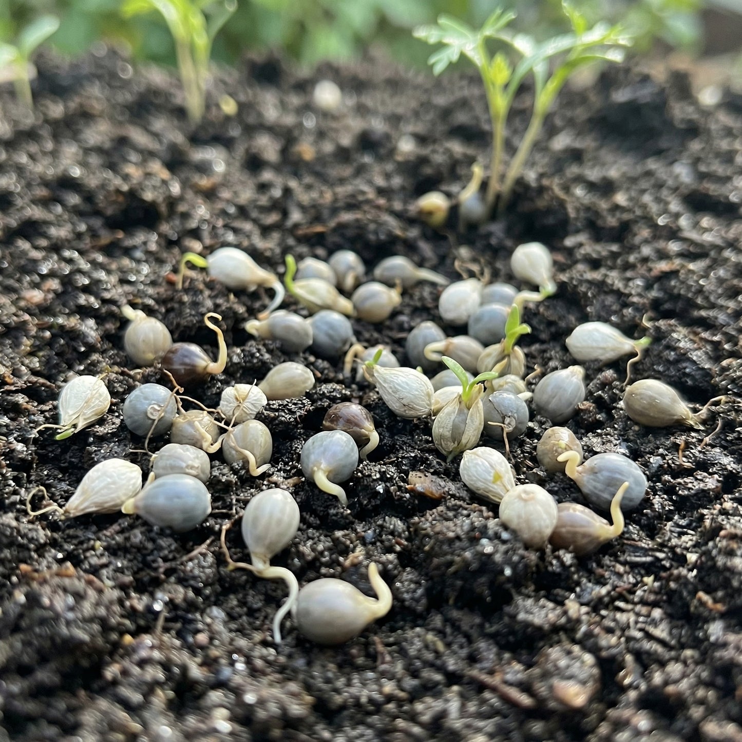 Jobs Tears Seeds Coix lacryma-jobi – Ornamental Grain & Culinary Seeds