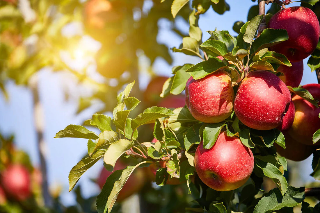 10 Healthy Fruits You Can Grow in Your Home Garden