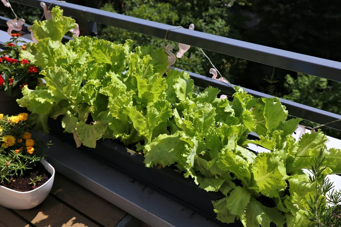 Kitchen Garden at Home – Complete Beginner Guide to Grow Fresh Vegetables