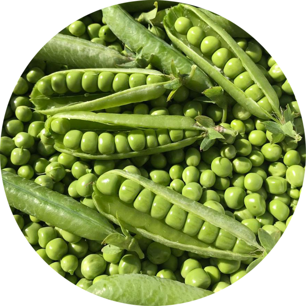 Beans & Peas