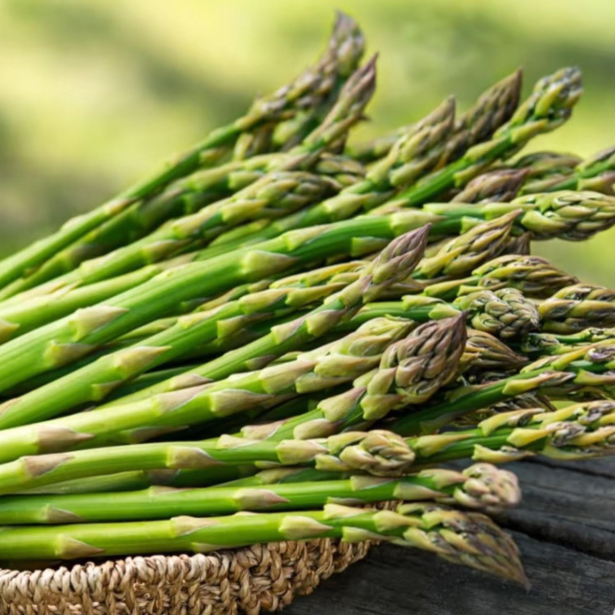 Asparagus Seeds Vegetable Plant for Garden Growing