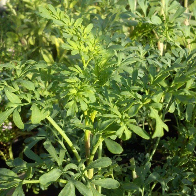 Common Rue Seeds Ruta graveolens – Perennial Herb Seeds for Outdoor Garden & Containers