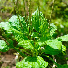 Plantain Seeds Plantago major Broadleaf Herb Plant Seeds