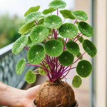 Stephania Seeds – Stephania Plant Seeds for Container Growing
