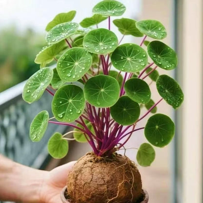 Stephania Seeds – Stephania Plant Seeds for Container Growing