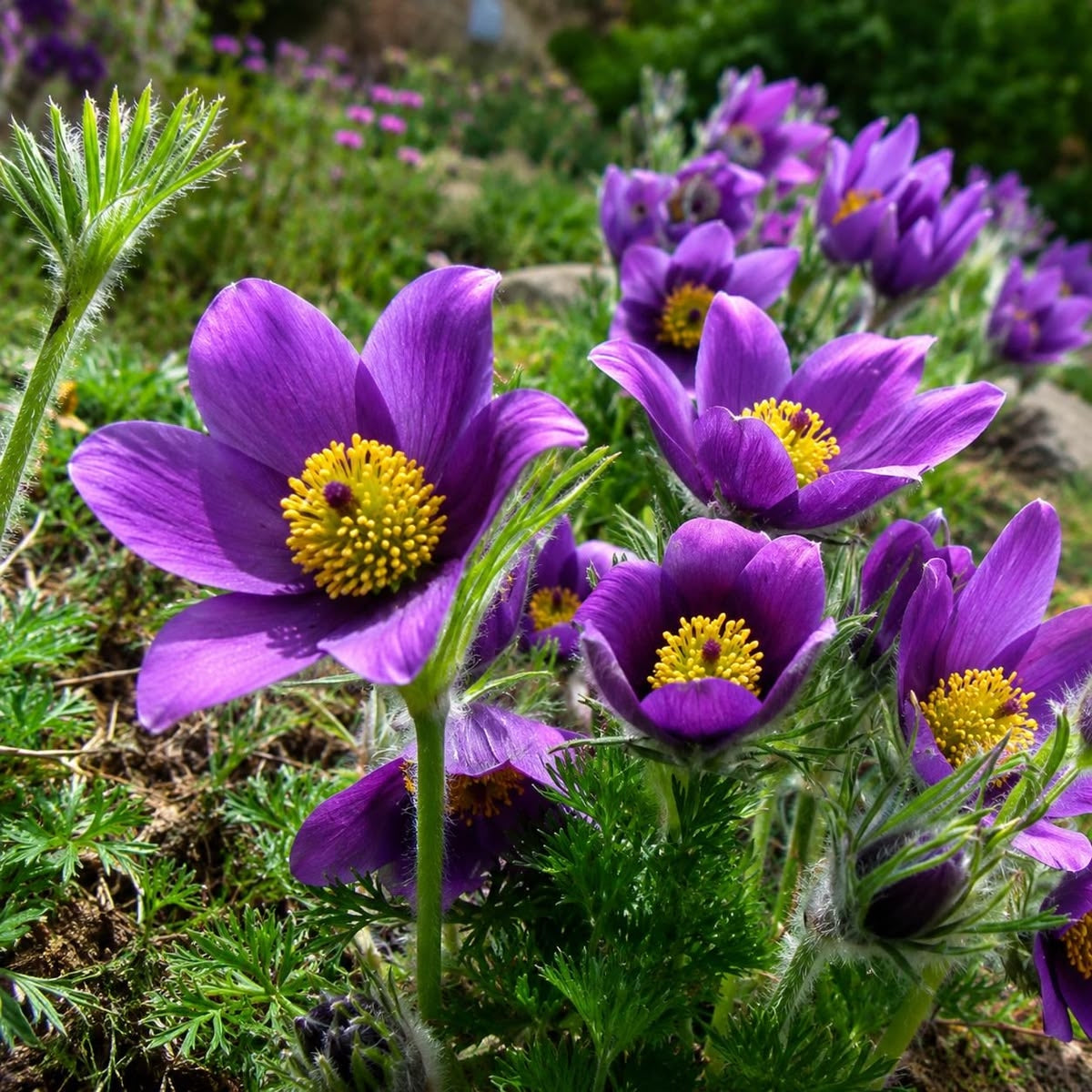 Pulsatilla Ambigua Flower Seeds