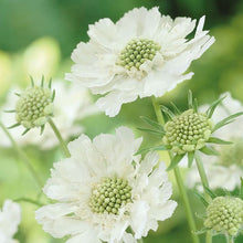 Scabiosa Columbaria Ochroleuca Seeds for Garden Planting
