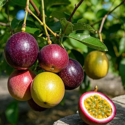 Passion Fruit Seeds – Tropical Fruit Plant Seeds