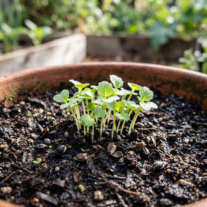 Bloomsdale Spinach Seeds for Home Garden