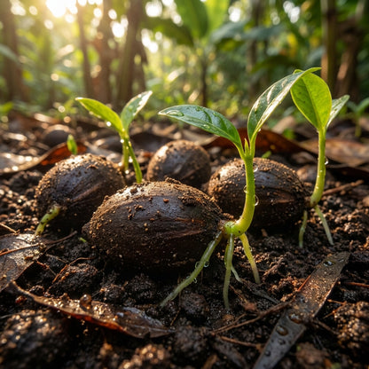 Abiu Seeds for Planting