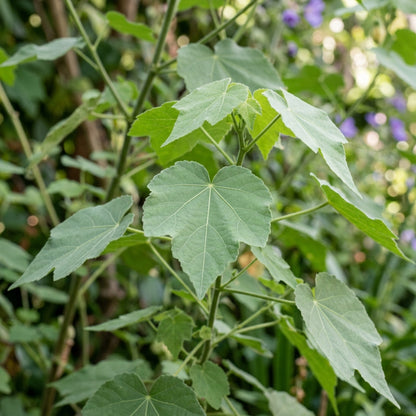 Abutilon × suntense Blue Flower Seeds for Planting