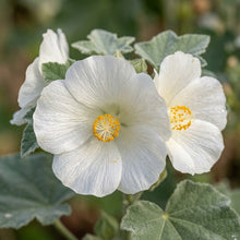 Abutilon Vitifolium Album Seeds