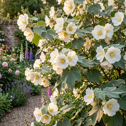 Abutilon Vitifolium Album Seeds