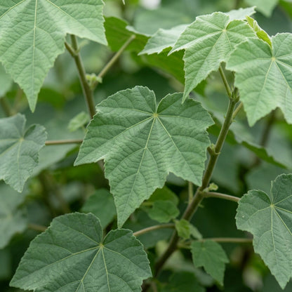 Chalk Blues Abutilon Vitifolium Flower Seeds For Planting