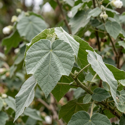 Abutilon Vitifolium Album Seeds