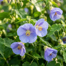 Abutilon × suntense Blue Flower Seeds for Planting