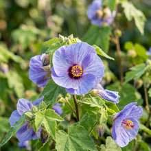 Abutilon × suntense Blue Flower Seeds for Planting